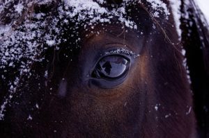 how to treat pink eye in horses