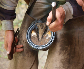 My farrier was amazed! featured image