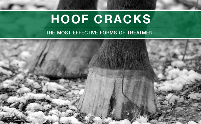 Hoof Cracks: The Most Effective Forms of Treatment featured image