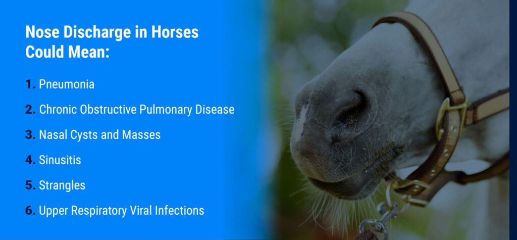 Recognizing Types of Discharge from Your Horse’s Nose