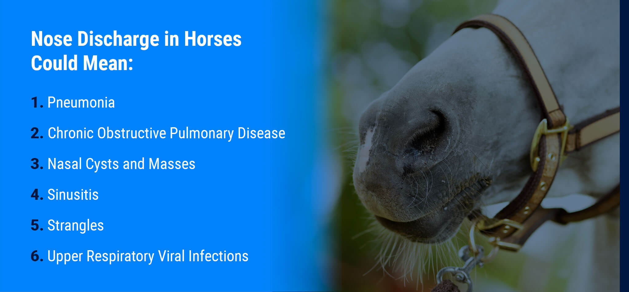 discharge-from-horses-nose-should-i-be-concerned