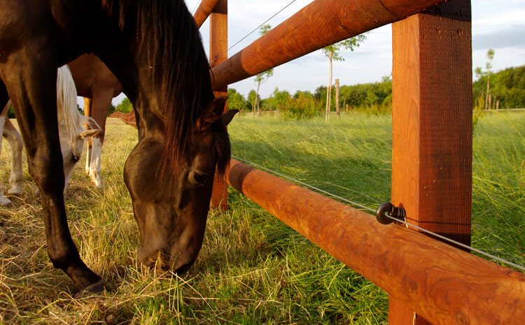 Horse Parasite Signs and Treatments featured image