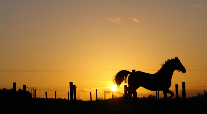 Identifying and Managing Neck and Back Pain in Sport Horses featured image