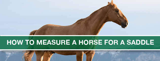 horse measurement