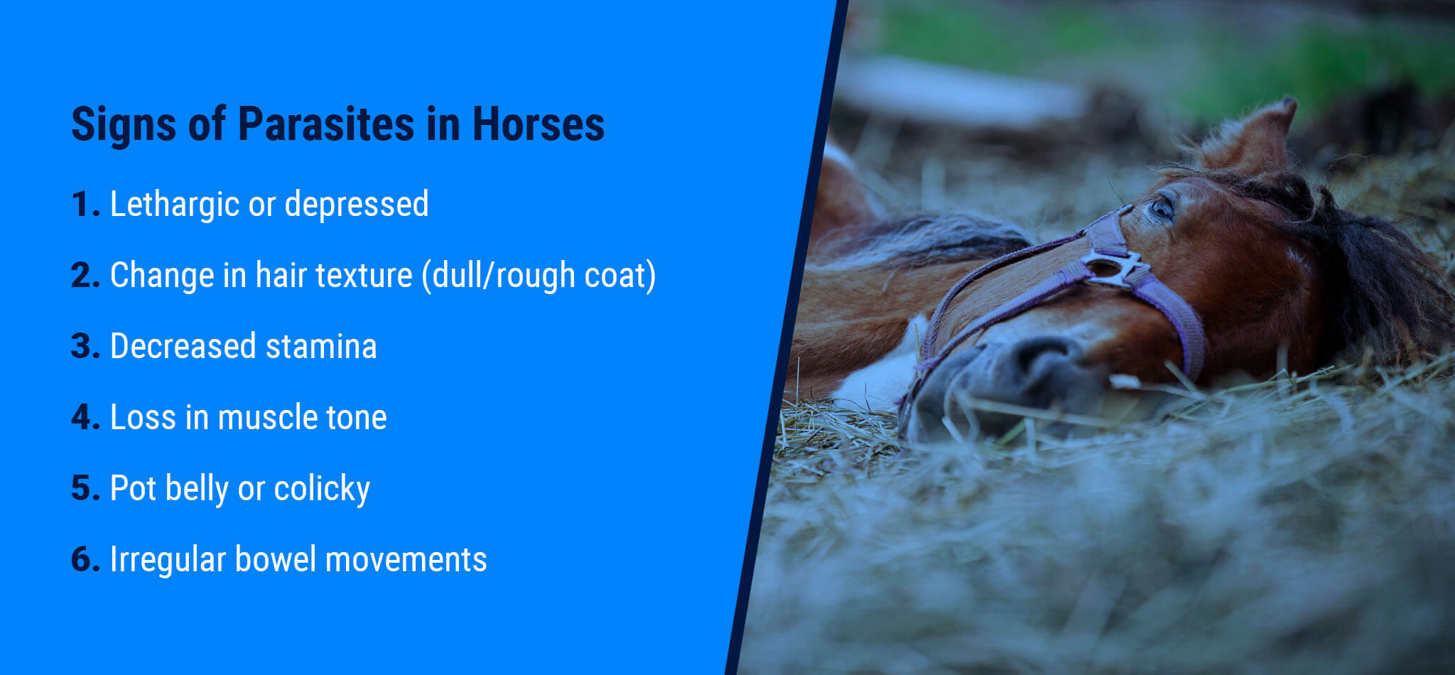 Horse Parasites & Treatment | Equine Natural Health Blog