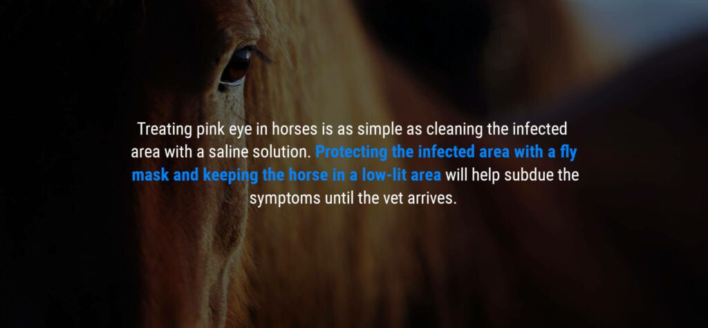 How to Treat Pink Eye in Horses With Saline Solution