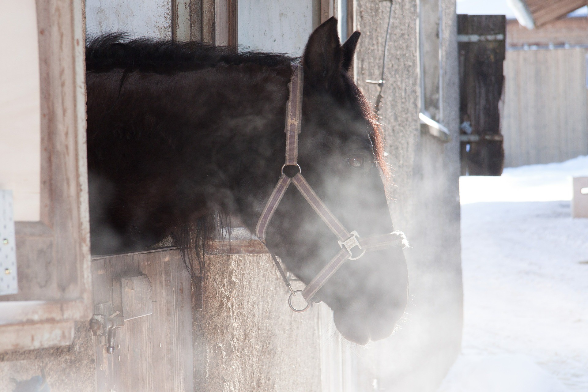 COPD in Horses featured image