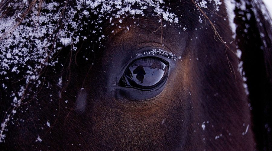 Horse Conjunctivitis treatment featured image