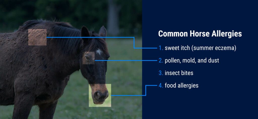 Common Horse Allergies