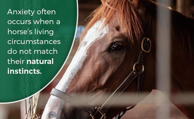horse anxiety symptoms
