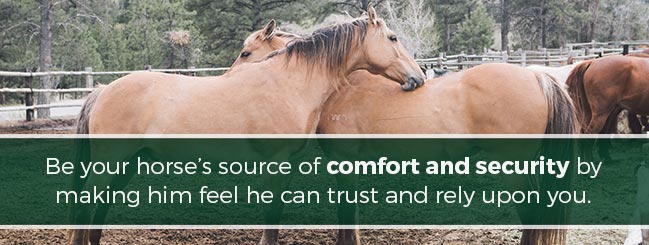 curing horse anxiety