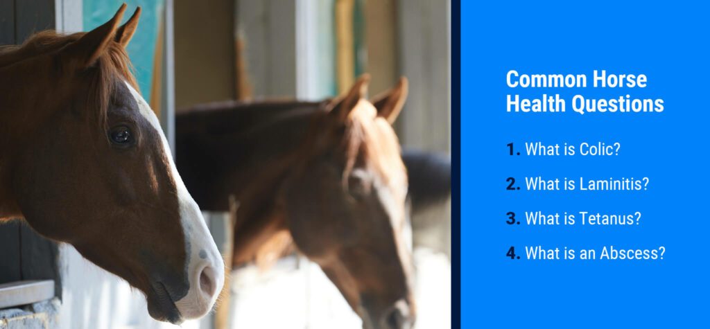 Top 4 Horse Health Questions