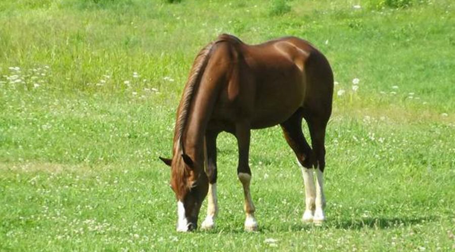 What Probiotics Can Do for Horses featured image