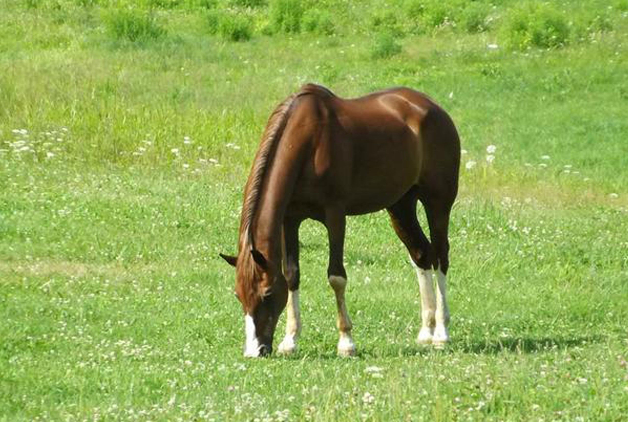 What Probiotics Can Do for Horses featured image