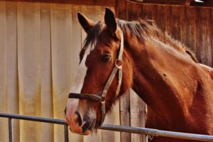 treating horse colic