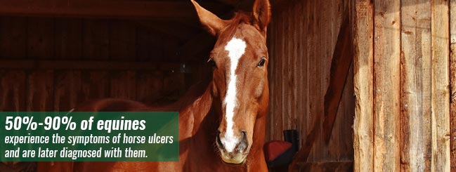 Symptoms of Horse Ulcers featured image