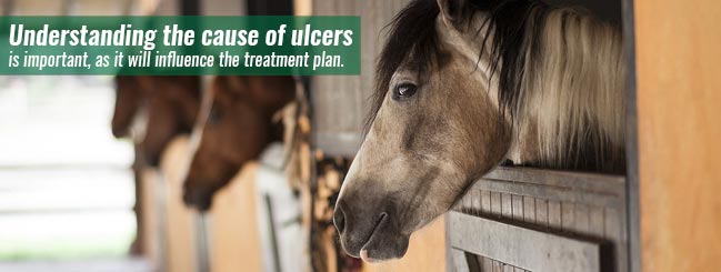 causes of horse ulcers