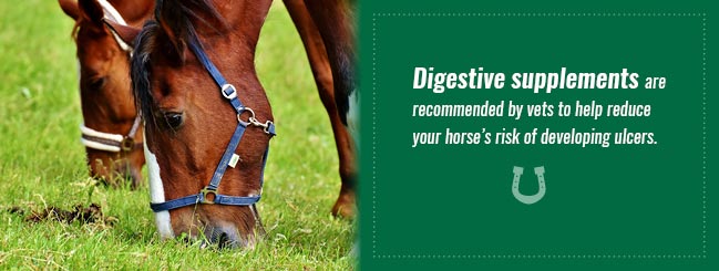 horse digeative supplements