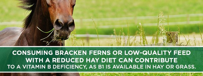 low quality diet and horse vitamin b deficiency