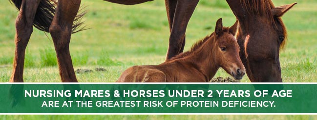 greatest protein deficiency in young horses