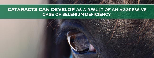 selenium deficiency cause for horse cataracts