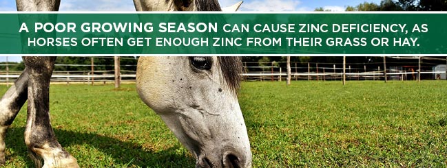 poor grass and hay cause for zinc deficiency