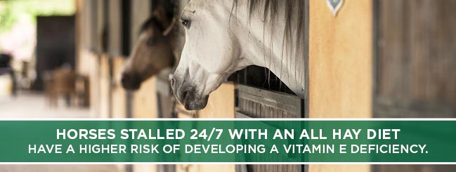 stalled horses and hay diets have low vitamin e