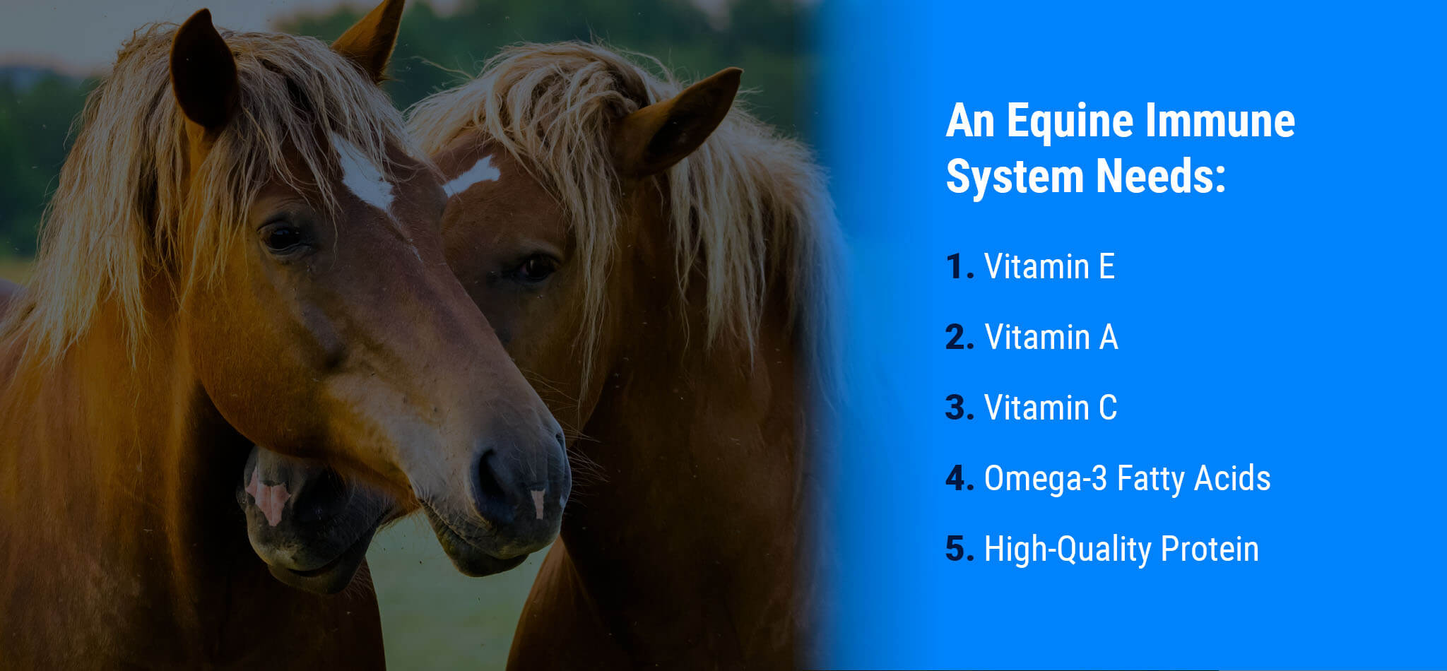What Does the Equine Immune System Need?