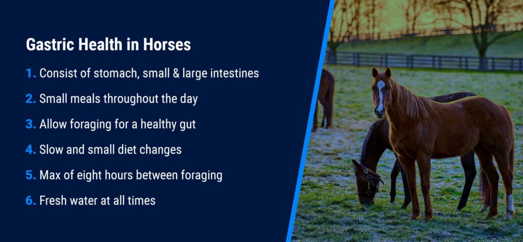 Maintaining digestive health in Your Horse