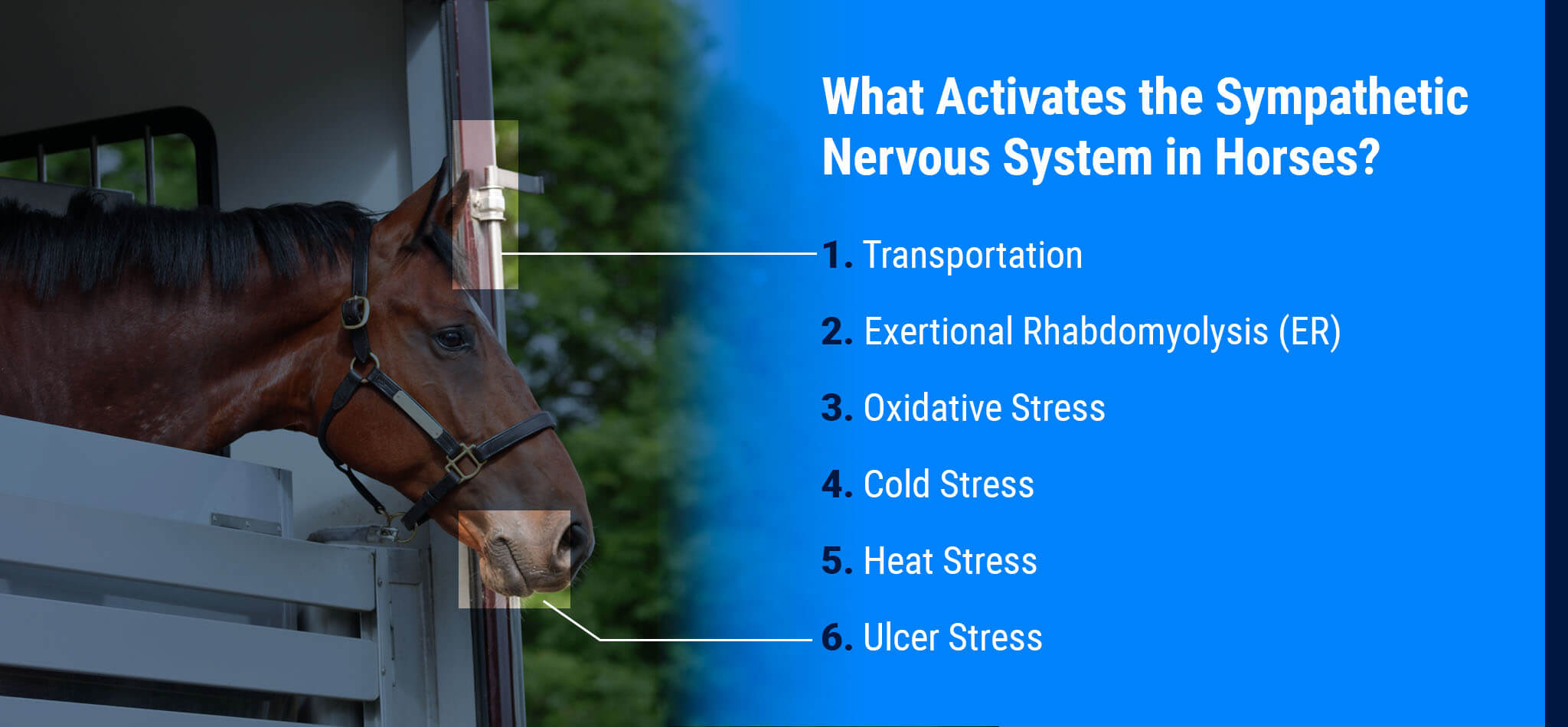 What Activates the Sympathetic Nervous System in Horses?