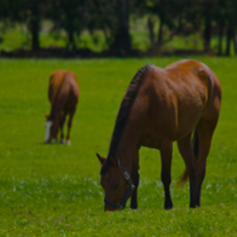 Support Premium Equine Digestive Tract Health featured image