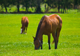 Acclimating Horses to Grass featured image