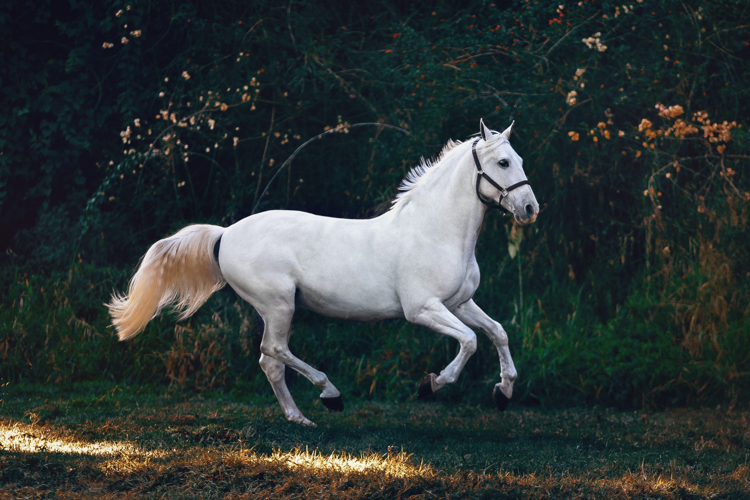 Respiratory Health in Horses featured image