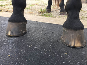 Another horse's hoof after Integri-Hoof