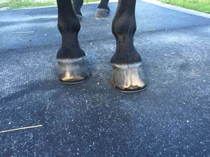 Another horse's hoof before Integri-Hoof