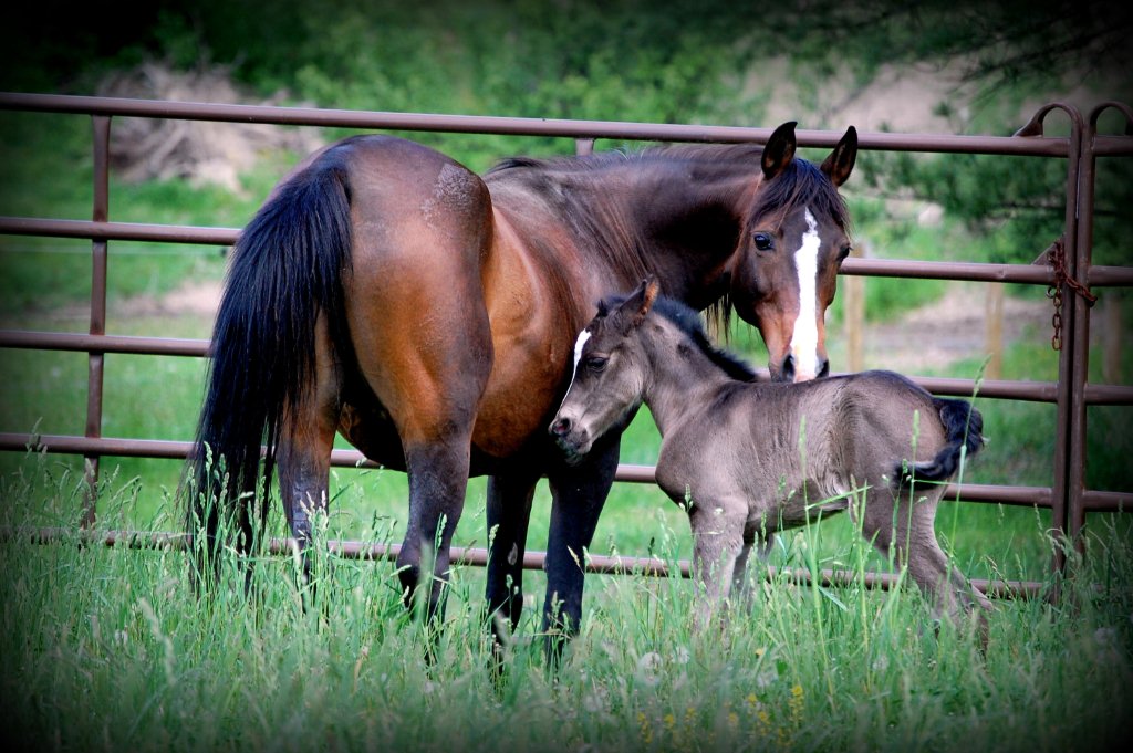 Mare with foal