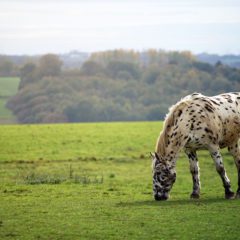 Beautiful spotted horse standing on a hill with a forest in the background