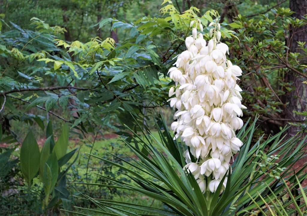 Yucca plant with sword-shape leaves and white flower blooming in the garden