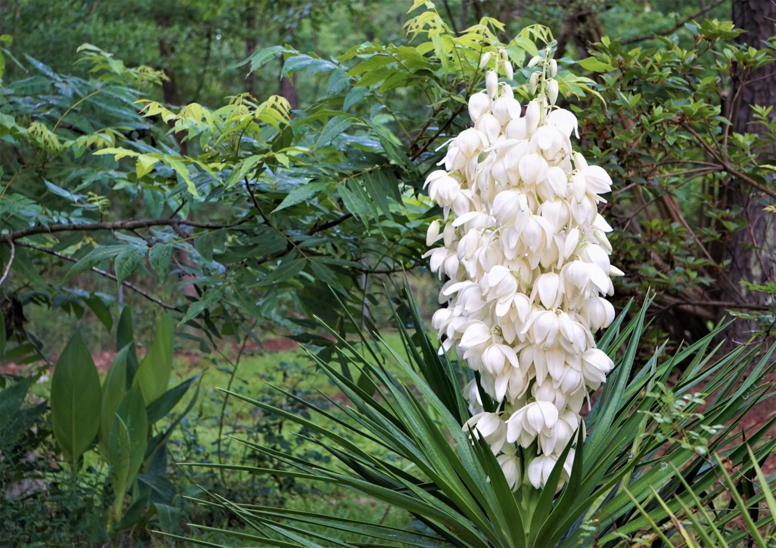 Yucca Supplements for Horses | Yucca Powder & Pellets