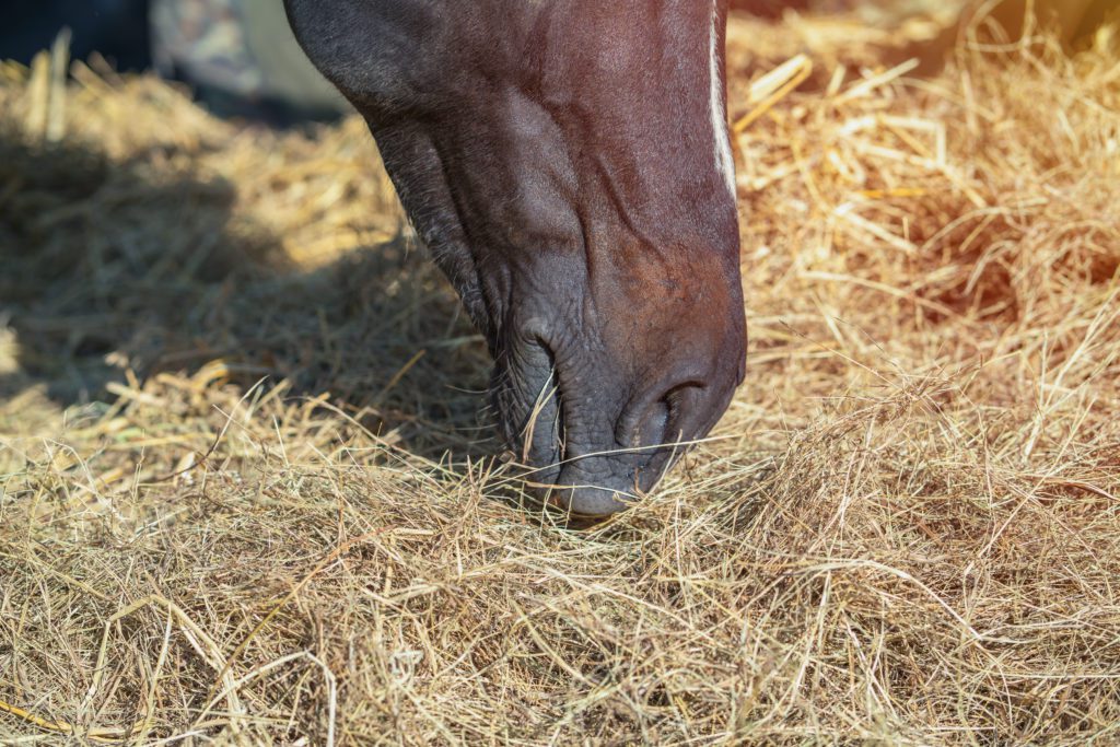 Horse eating hay, Close Up Side view of horse eating grass and hay in meadow. Horse eating grass.