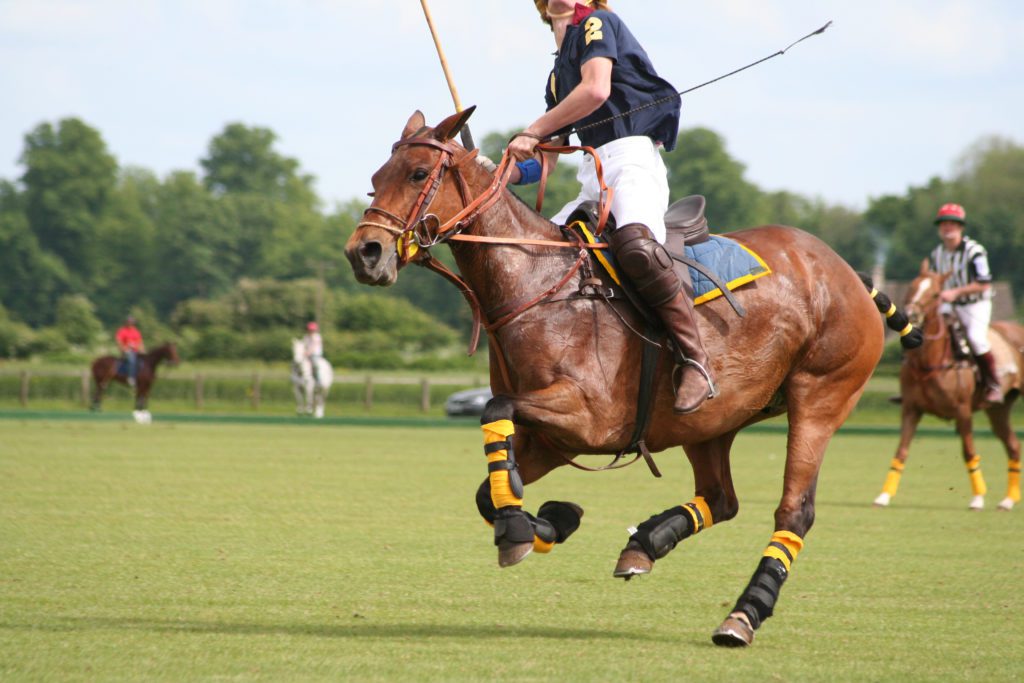 Polo player and pony galloping along looking for the ball which is up in the air.