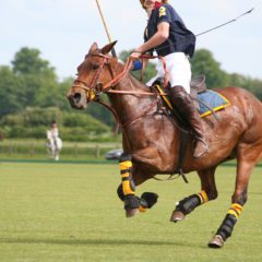 Polo player and pony galloping along looking for the ball which is up in the air.