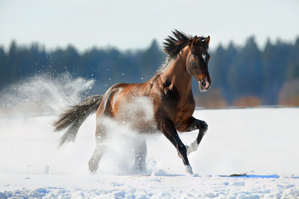 Bay Trakehner horse running on a snowy field in winter.