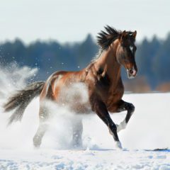 Bay Trakehner horse running on a snowy field in winter.