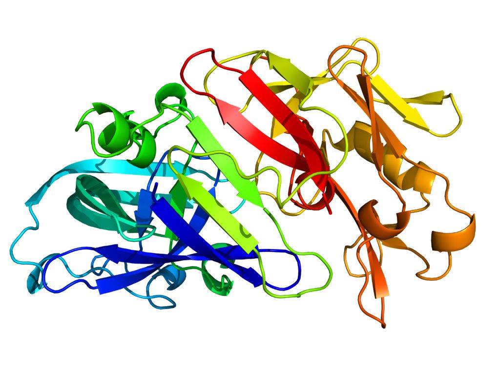 3D model of Pepsin, an enzyme that digests food proteins into peptides