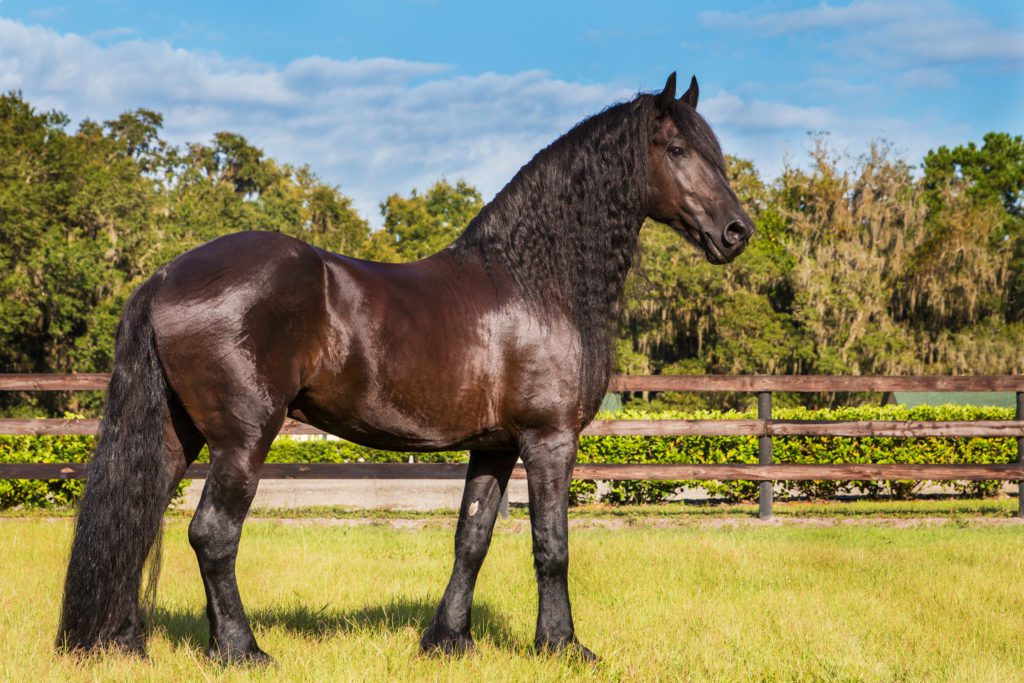 The science behind horses' coats and what a good shine means *H&H