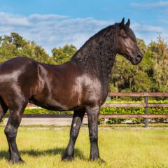 Brown black frisian/friesian horse standing in a fenced field looking elegant and handsome with a long mane and tail