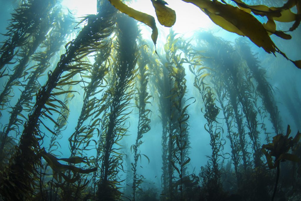 Huge columns of Giant Kelp reach for the sunlight on the surface