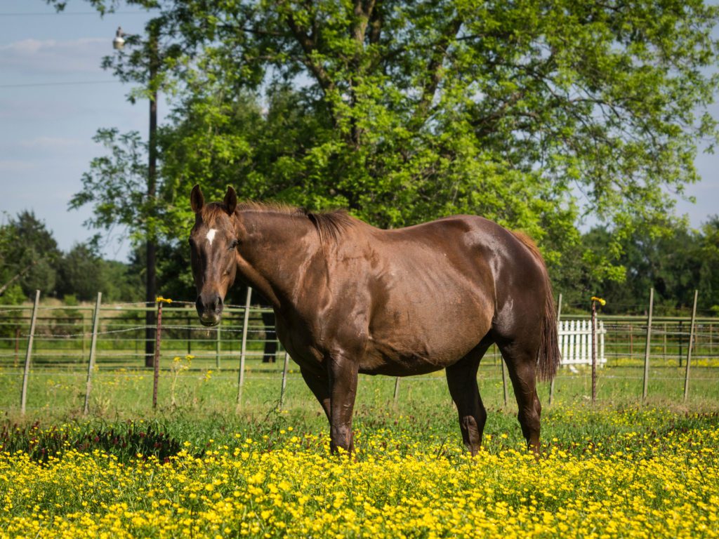 Thoroughbred broodmare horse in a field of yellow flowers.