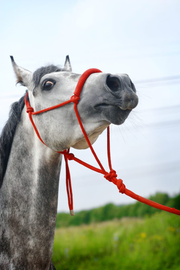 Excited horse with red lead